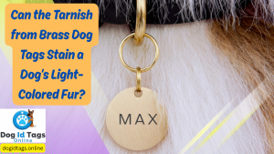 Can the Tarnish from Brass Dog Tags Stain a Dog's Light-Colored Fur