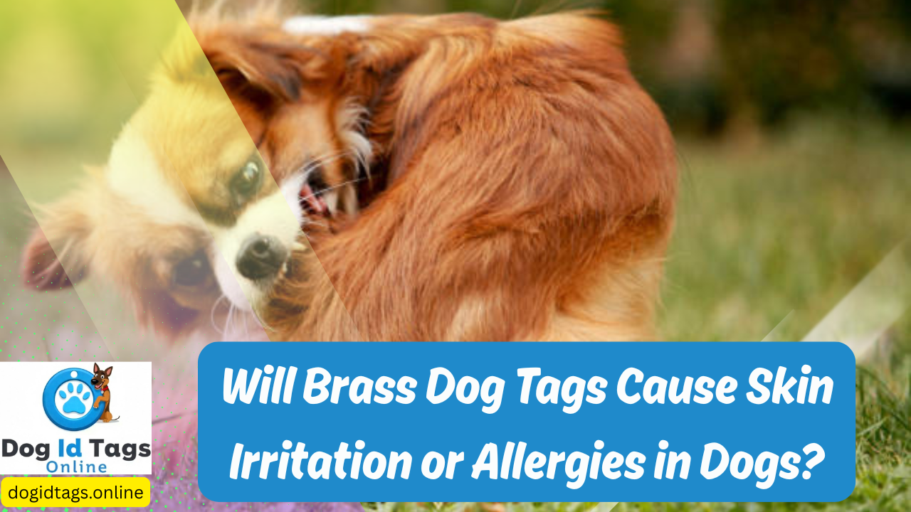 Will Brass Dog Tags Cause Skin Irritation or Allergies in Dogs